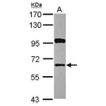 HDAC1 Antibody from Signalway Antibody (35517) - Antibodies.com
