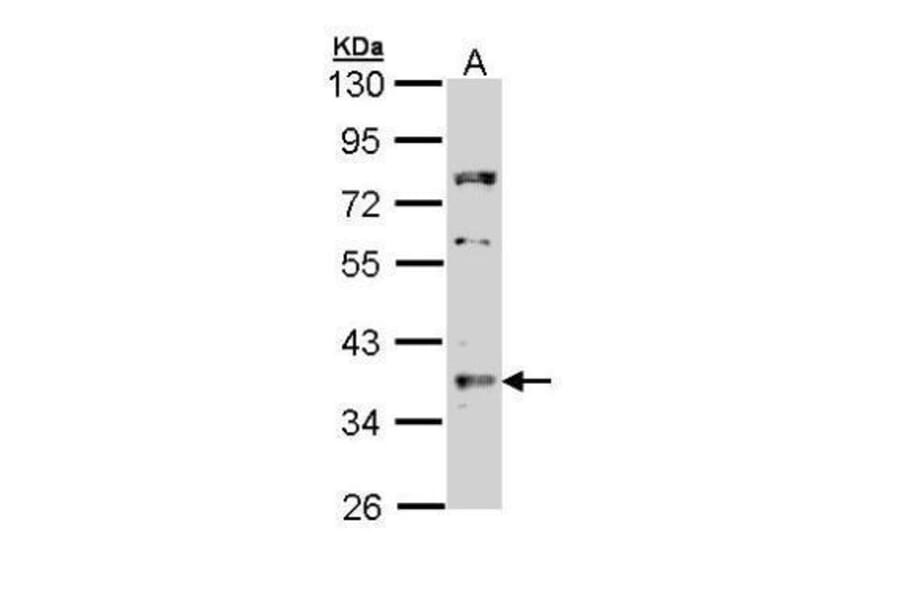TRADD Antibody from Signalway Antibody (35520) - Antibodies.com