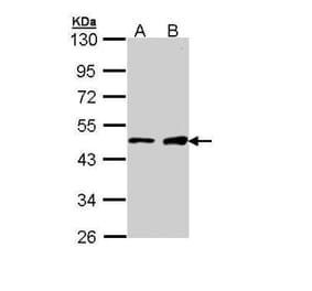 GATA1 Antibody from Signalway Antibody (35528) - Antibodies.com