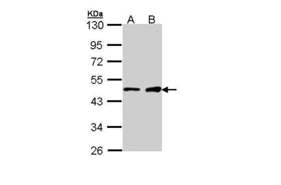 GATA1 Antibody from Signalway Antibody (35528) - Antibodies.com