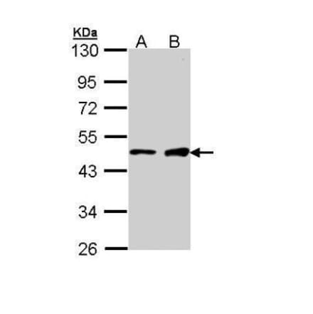 GATA1 Antibody from Signalway Antibody (35528) - Antibodies.com