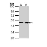 GATA1 Antibody from Signalway Antibody (35528) - Antibodies.com