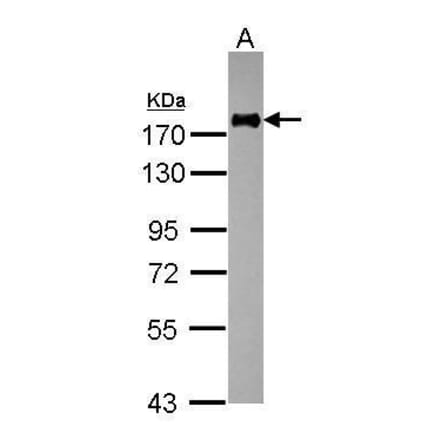 CD11a Antibody from Signalway Antibody (35529) - Antibodies.com