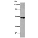 6-His Antibody from Signalway Antibody (35533) - Antibodies.com
