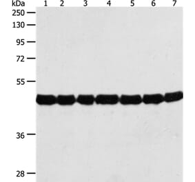 ACTIN Antibody from Signalway Antibody (35537) - Antibodies.com