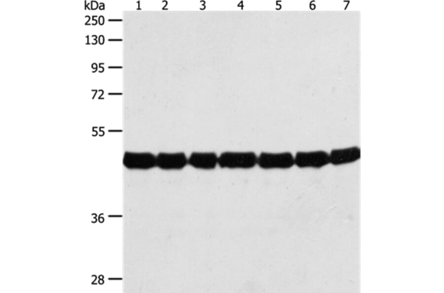 ACTIN Antibody from Signalway Antibody (35537) - Antibodies.com