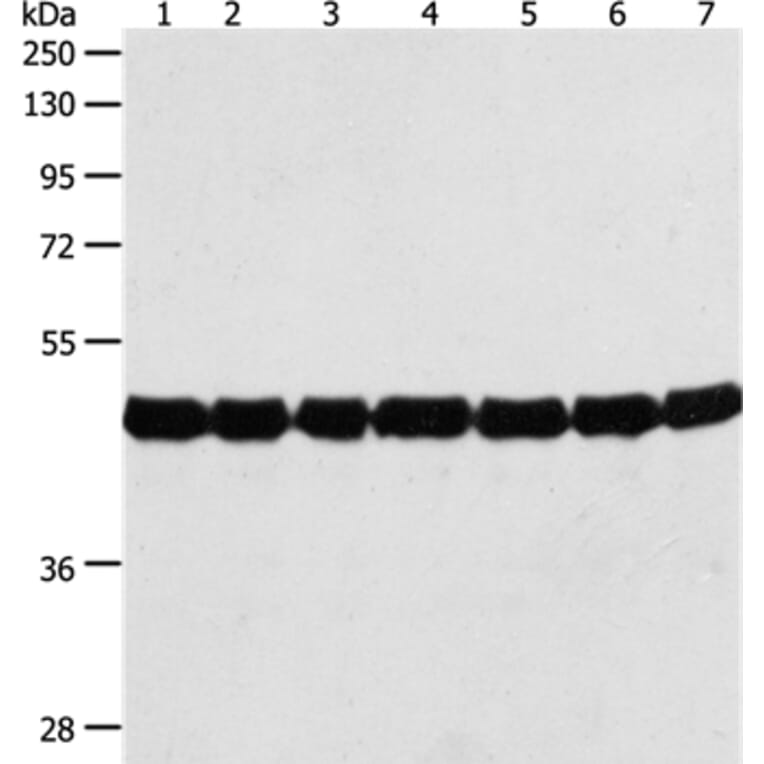 ACTIN Antibody from Signalway Antibody (35537) - Antibodies.com