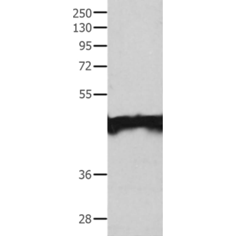 MAT1A Antibody from Signalway Antibody (35551) - Antibodies.com