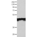 MAT1A Antibody from Signalway Antibody (35551) - Antibodies.com