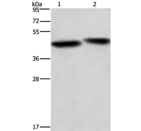 CASP9 Antibody from Signalway Antibody (35571) - Antibodies.com