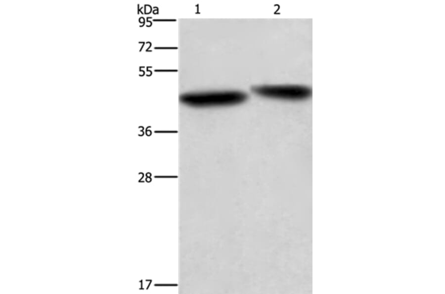 CASP9 Antibody from Signalway Antibody (35571) - Antibodies.com