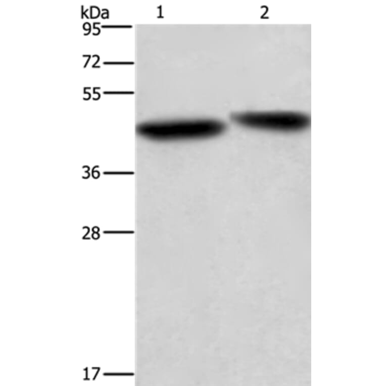 CASP9 Antibody from Signalway Antibody (35571) - Antibodies.com