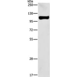 STAT6 Antibody from Signalway Antibody (35574) - Antibodies.com