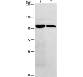 NFKB1 Antibody from Signalway Antibody (35588) - Antibodies.com