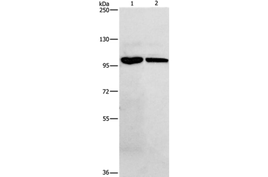 NFKB1 Antibody from Signalway Antibody (35588) - Antibodies.com