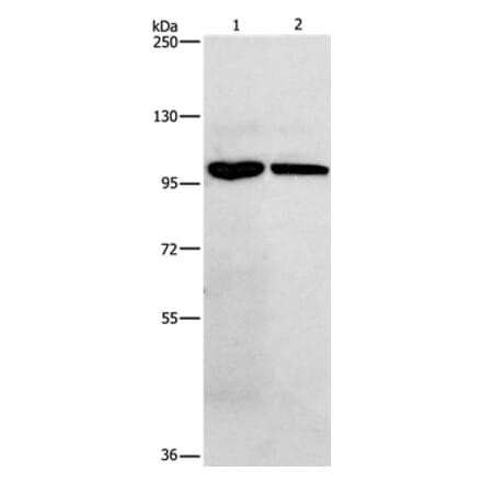 NFKB1 Antibody from Signalway Antibody (35588) - Antibodies.com