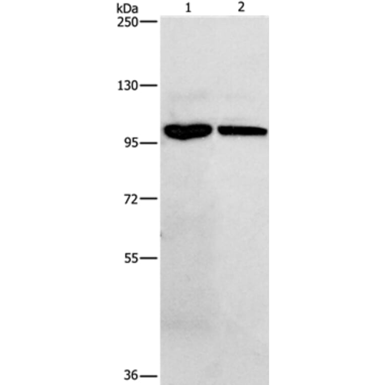 NFKB1 Antibody from Signalway Antibody (35588) - Antibodies.com