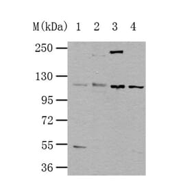 NLRP3 Antibody from Signalway Antibody (35592) - Antibodies.com
