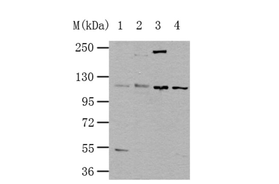 NLRP3 Antibody from Signalway Antibody (35592) - Antibodies.com