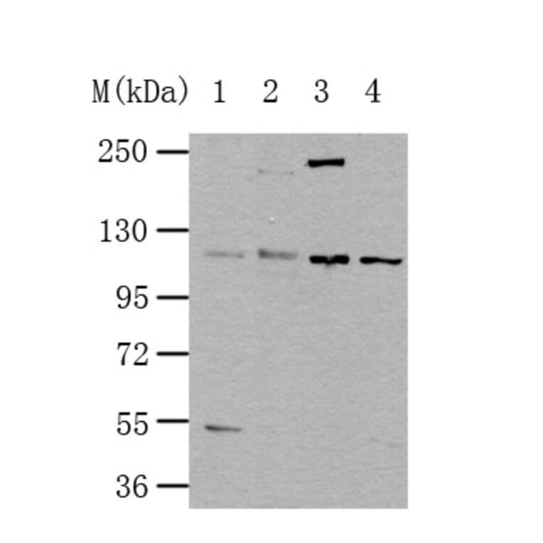 NLRP3 Antibody from Signalway Antibody (35592) - Antibodies.com