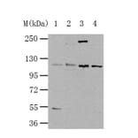 NLRP3 Antibody from Signalway Antibody (35592) - Antibodies.com
