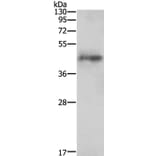 AGTR1 Antibody from Signalway Antibody (35616) - Antibodies.com