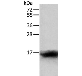 CCL24 Antibody from Signalway Antibody (35671) - Antibodies.com
