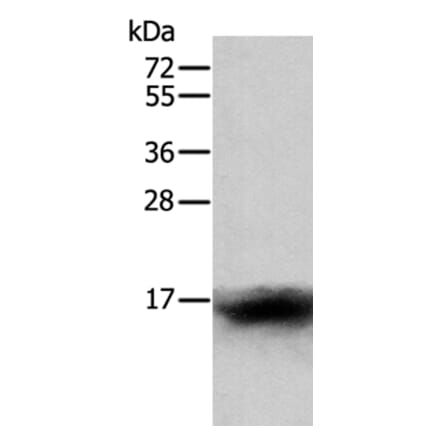 CCL24 Antibody from Signalway Antibody (35671) - Antibodies.com