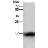 CCL24 Antibody from Signalway Antibody (35671) - Antibodies.com