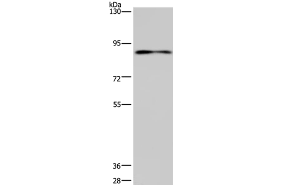 CNGA3 Antibody from Signalway Antibody (35689) - Antibodies.com