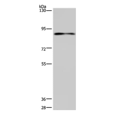 CNGA3 Antibody from Signalway Antibody (35689) - Antibodies.com
