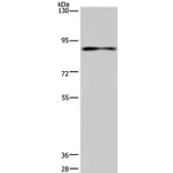 CNGA3 Antibody from Signalway Antibody (35689) - Antibodies.com