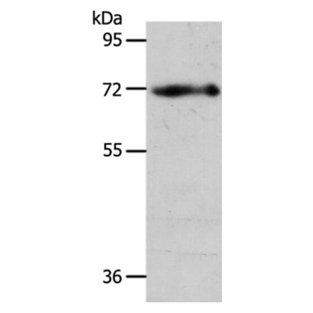 EGFL6 Antibody from Signalway Antibody (35722) - Antibodies.com