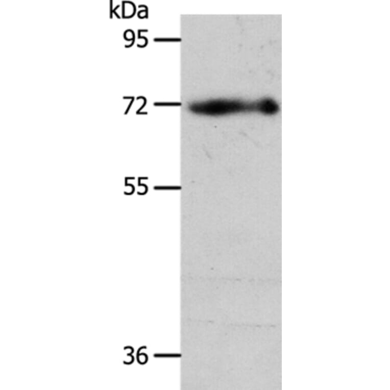 EGFL6 Antibody from Signalway Antibody (35722) - Antibodies.com