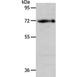 EGFL6 Antibody from Signalway Antibody (35722) - Antibodies.com