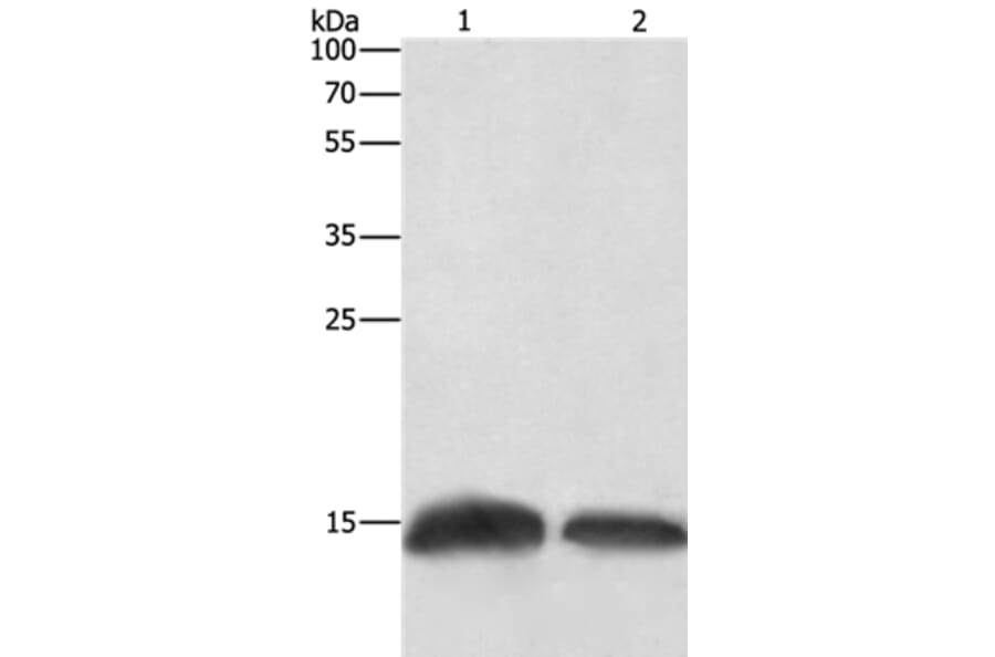 H3F3C Antibody from Signalway Antibody (35766) - Antibodies.com