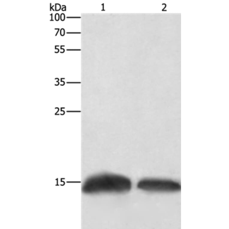 H3F3C Antibody from Signalway Antibody (35766) - Antibodies.com
