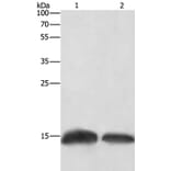 H3F3C Antibody from Signalway Antibody (35766) - Antibodies.com