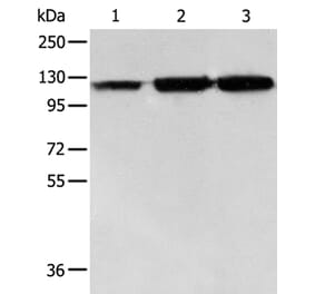 HSPH1 Antibody from Signalway Antibody (35773) - Antibodies.com