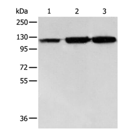 HSPH1 Antibody from Signalway Antibody (35773) - Antibodies.com