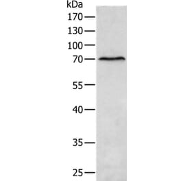 MATN4 Antibody from Signalway Antibody (35810) - Antibodies.com
