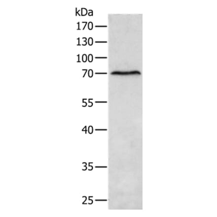 MATN4 Antibody from Signalway Antibody (35810) - Antibodies.com
