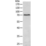 MATN4 Antibody from Signalway Antibody (35810) - Antibodies.com