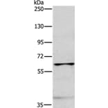MYLK2 Antibody from Signalway Antibody (35816) - Antibodies.com