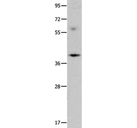OPCML Antibody from Signalway Antibody (35854) - Antibodies.com