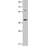 OPCML Antibody from Signalway Antibody (35854) - Antibodies.com