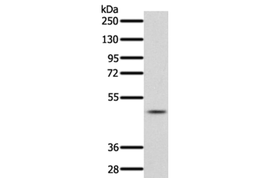 PDCD4 Antibody from Signalway Antibody (35873) - Antibodies.com
