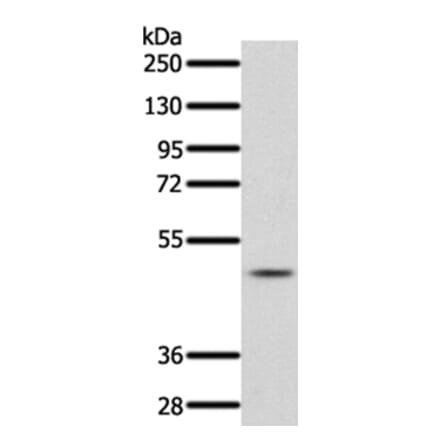 PDCD4 Antibody from Signalway Antibody (35873) - Antibodies.com
