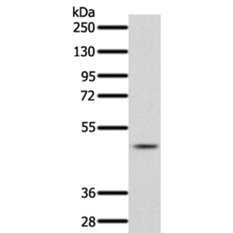 PDCD4 Antibody from Signalway Antibody (35873) - Antibodies.com