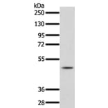 PDCD4 Antibody from Signalway Antibody (35873) - Antibodies.com